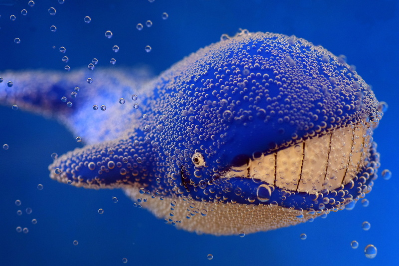 plastic figure, water, sea, animal, animals in the wild, toys, swimming, funny wal, close-up, wal, one animal, vertebrate, blue, blow, animal wildlife