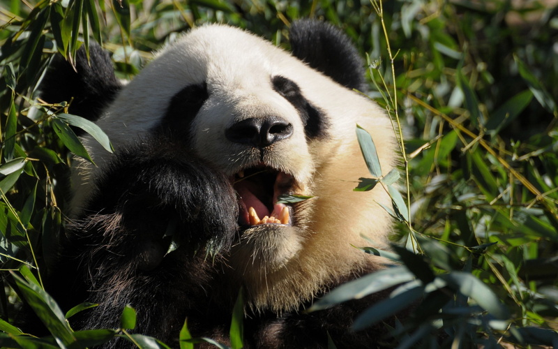 bears, panda, 2K, animals