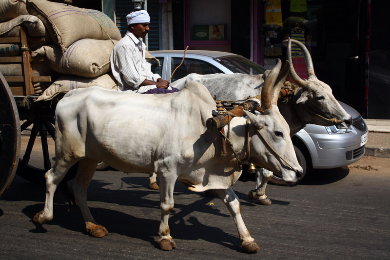 traditional versus modern, mode of transportation, cattle, horse, domestic, one person, city, day, animal, pets, herbivorous, motorized vehicle riding