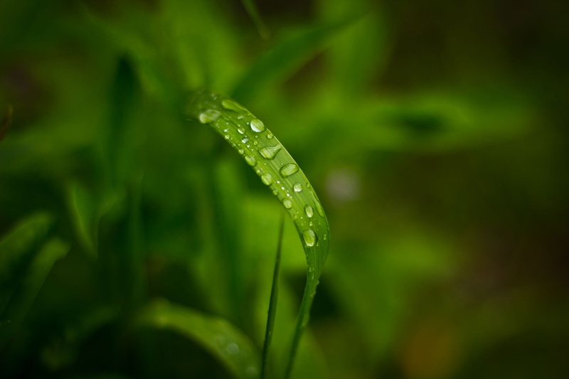 day, silver, growth, beauty in nature, raindrop, selective focus, pocket, outdoors, close-up, plant part, macro, knife, drop, vulnerability, no people