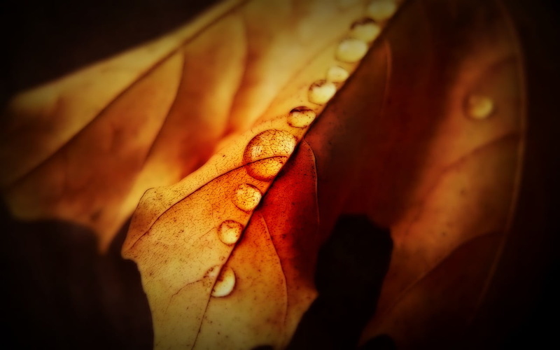 outdoors, change, focus on foreground, plants, close-up, pocket, yellow, nature, body part, knife, people, selective focus, macro, beauty in nature, day