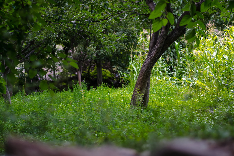 outdoors, trees, tree, tranquility, leaf, green color, 5K, beauty in nature, travel, tranquil scene, plant part, shadow, adventure, farm, pakistan, explore