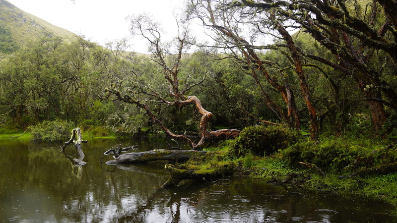 adventurous, explore, Polylepis, water, lake, animal themes, wilderness, nature, Travel, growth, sport, landscape, america, carchi, body, rain, plant, one animal