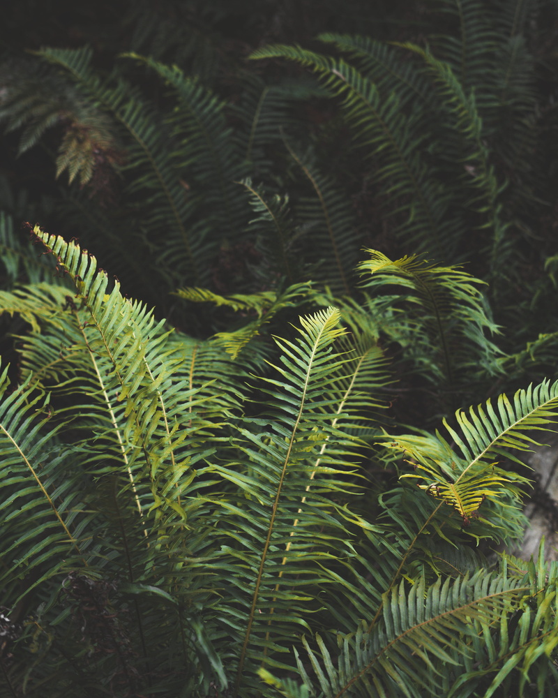 green color, fern, adventure, needle - plant part, wilderness, coniferous tree, nature, beauty in nature, rainforest, close-up, branch, growth, victoria