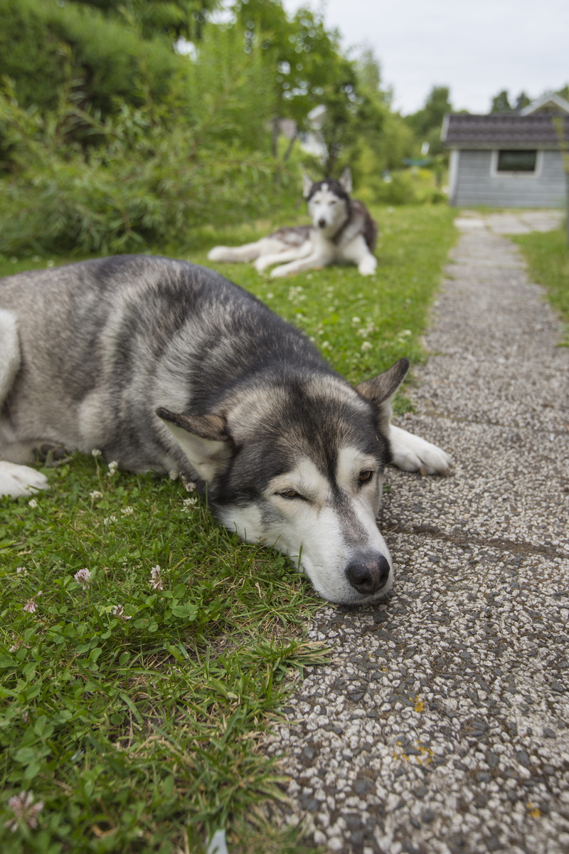 lying down, puppy, nature, animal head, grass, day, sled dog, relaxation, vertebrate, domestic animals, watching dog, canine, no people, close-up, pets