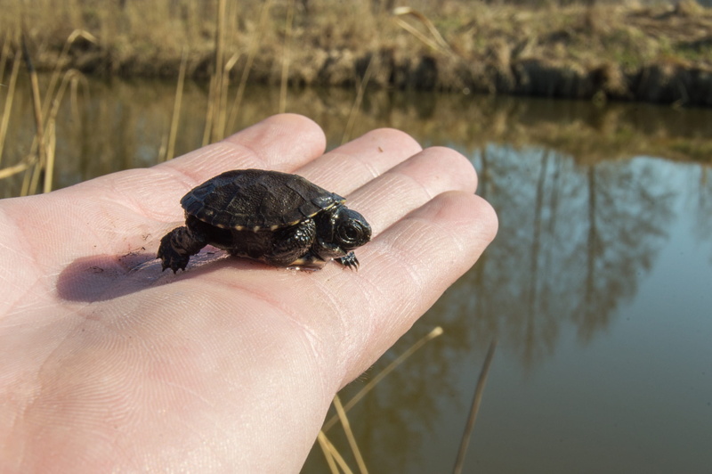 hand, outdoors, little, conservation, shelter, hatchery, 1080P, focus on foreground, animal wildlife, shell, life, holding, finger, water, turtle, dove