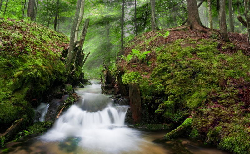green color, Ground, Summer, Bark, non-urban scene, Ruin, woodland, Ontario, plant, environment, Brook Trout, no people, motion, falling water, Woods, long exposure