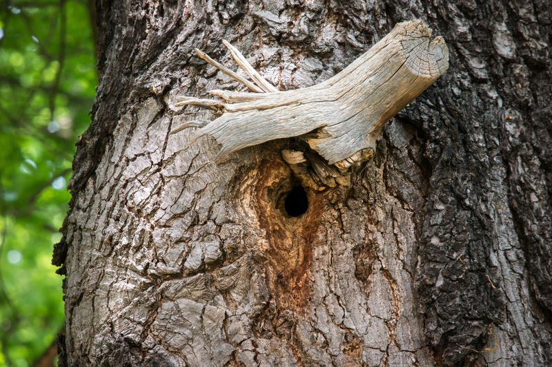 plant bark, growth, brown, dead plant, oak, close-up, woodpecker cave, rough, einflugloch, trunk, tree trunk, nest, knothole, nesting place, tree, plant