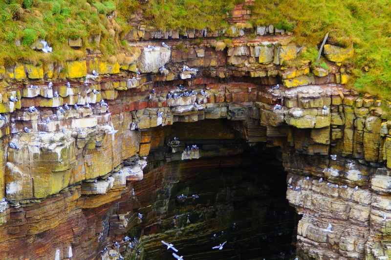 plant, rock, cave, ruined, nature, wall, hatchery, day, growth, old, erosion, waterfront, autumn, scotland, cliff, textured, tree, solid, architecture
