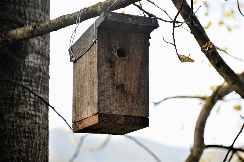 close, sky, trunk, built structure, tree, old, nesting box, hanged, low angle view, brown, wooden, nature, close-up, branch, tree trunk, focus on foreground