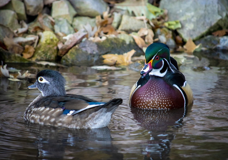 united states, duck, mallard, day, animal wildlife, group of animals, animals in the wild, outdoors, male animal, water, no people, rock, rock - object
