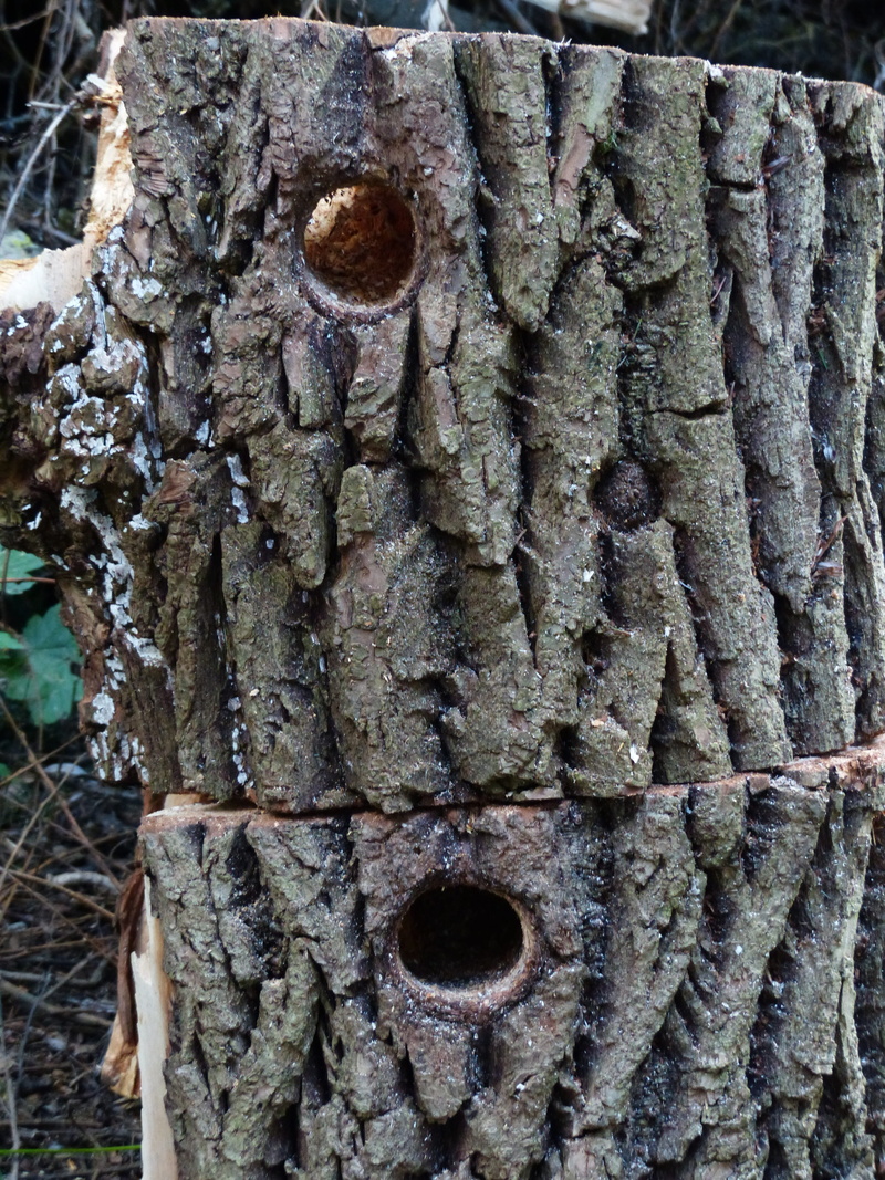 pattern, metal, tree stump, saw, wood, textured, birds, cases, tree trunk, trunk, woodpecker cave, weathered, aviary, 4K, day, rough, nest, backgrounds