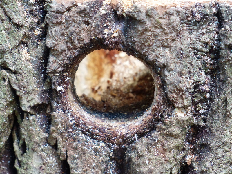 woodpecker cave, old, plant, geometric shape, aviary, shape, pattern, outdoors, 4K, full frame, bark, tree, breed, no people, backgrounds, textured, trunk
