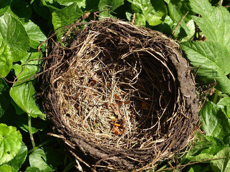 day, animals in the wild, plant part, high angle view, nature, beginnings, bird nest, nesting place, tree, growth, beauty in nature, leaf, hatchery, new life