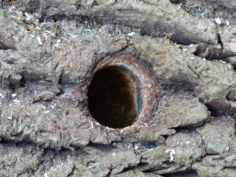 built structure, wood, breed, close-up, architecture, outdoors, nature, rock, birds nest, hatchery, Cave, rough, shape, circle, well, Woodpecker, woodpecker cave