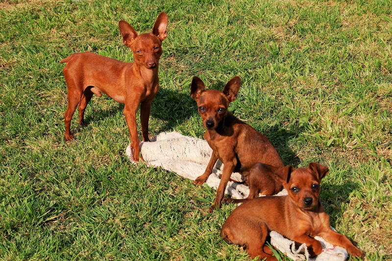 group of animals, grass, domestic animals, coup, mammal, dog, two animals, no people, field, Argentina, togetherness, the lupe, hatchery, domestic, plant