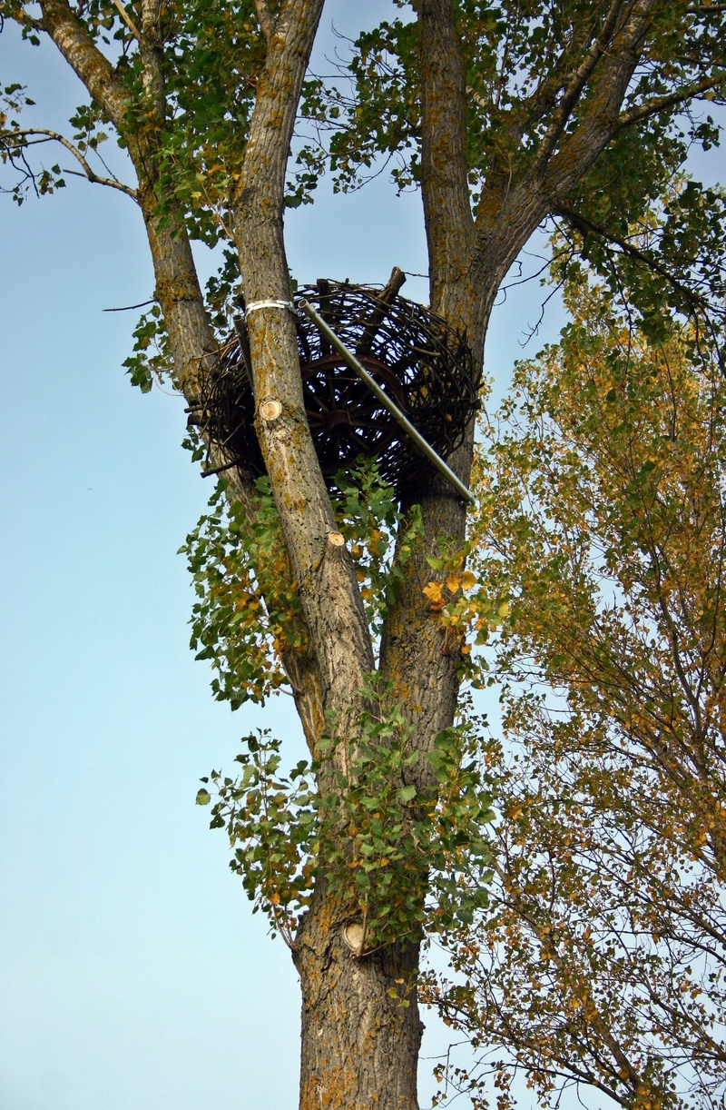 plant, bark, growth, outdoors, birds nest, nesting help, land, nature conservation, log, breed, nature reserve, directly below, nest, animal welfare, scenics - nature