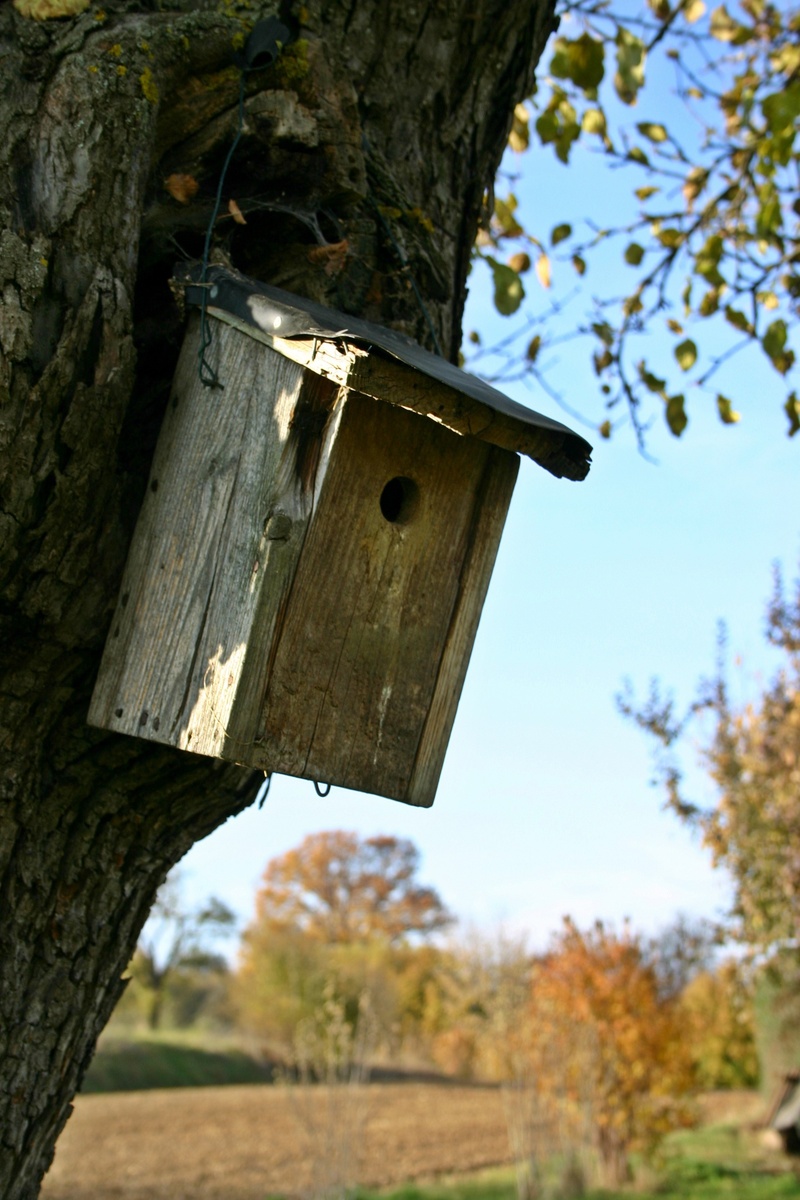 low angle view, birds, no people, animal, outdoors, birdhouse, field, close-up, 2K, nature, scattered fruit trees, land, focus on foreground, branch, log