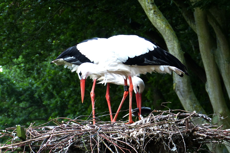 no people, hatchery, animal themes, white color, Storks, outdoors, forest, Rearing, plant, resting place, focus on foreground, Föhr, animals in the wild