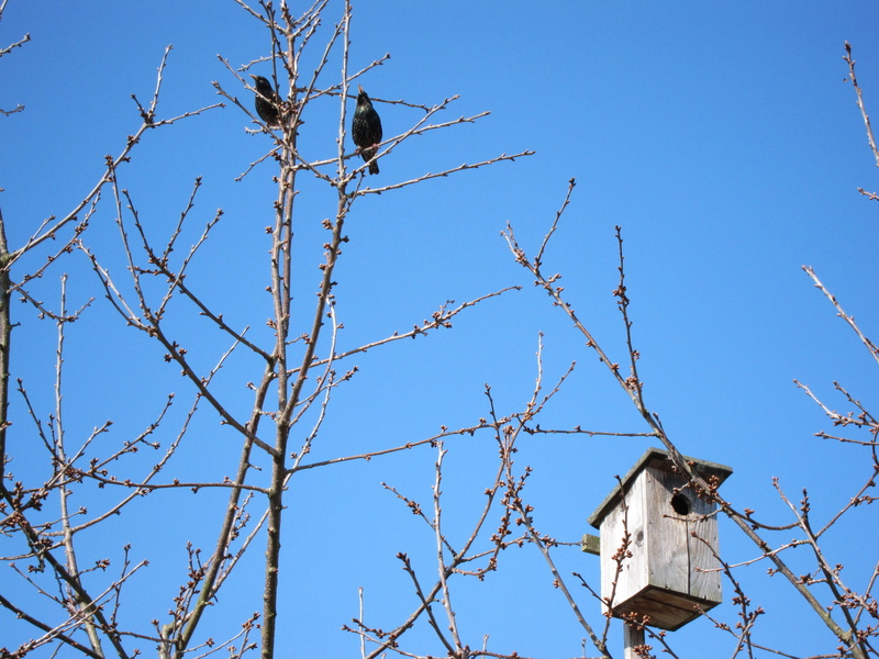 nesting place, blue, branch, sky, nesting help, hatchery, Aviary, animal themes, pair, 2K, log, low angle view, clear sky, animal, einflugloch, birds