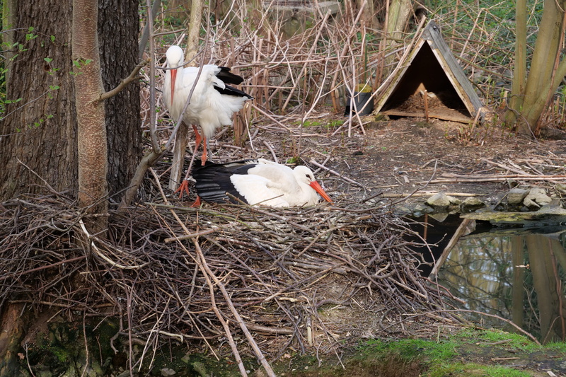outdoors, pets, tree, group of animals, stork, domestic animals, vertebrate, nest, plant, bill, wood, two animals, breed, bird, rattle stork, domestic