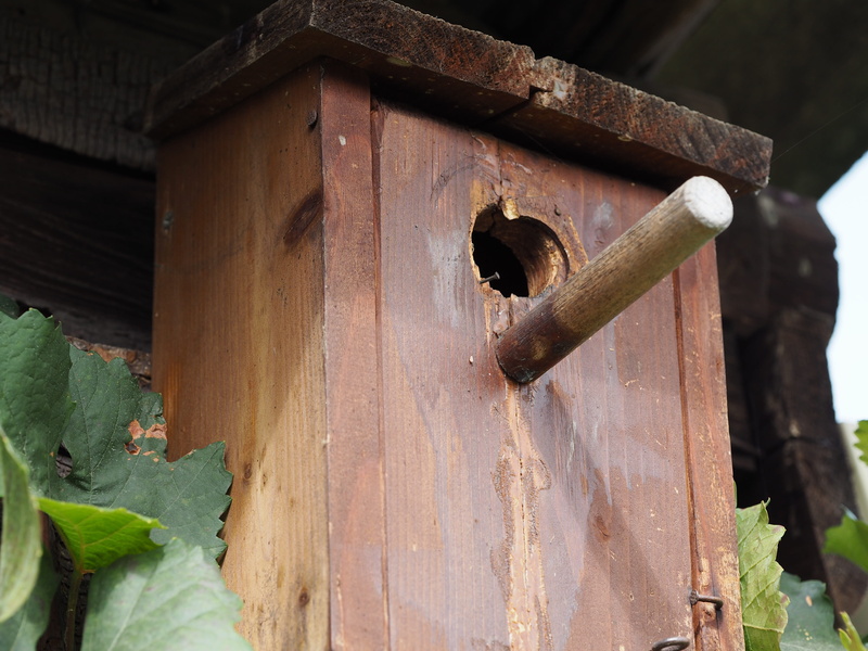 nesting help, built structure, beautiful, tree, shelter, close-up, breed, animal welfare, garden, plumage, security, abandoned, feeding, birds, nest, nesting box