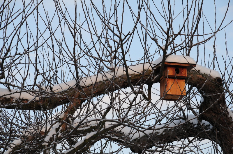 chest, clear sky, branch, nesting help, branches, building exterior, nature, 4K, cold temperature, tree, outdoors, log, hatchery, building, snow, nest
