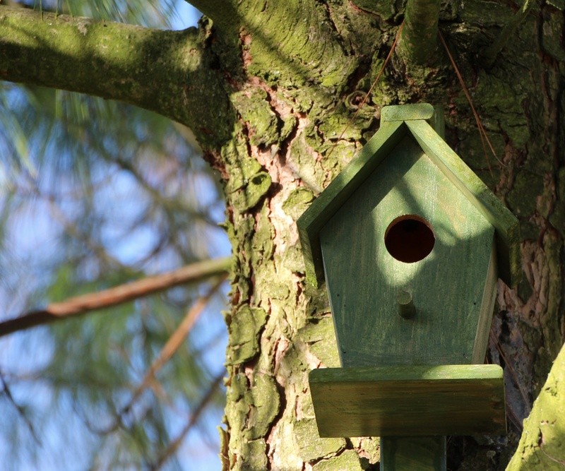 wood - material, tree trunk, 4K, nesting box, green color, shelter, no people, forest, branch, hole, textured, low angle view, nature, day, growth, close-up