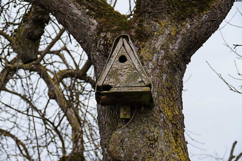 low angle view, plant, hatchery, built structure, bird feeder, nesting help, shelter, aviary, trunk, nesting place, building exterior, birdhouse, old, branch