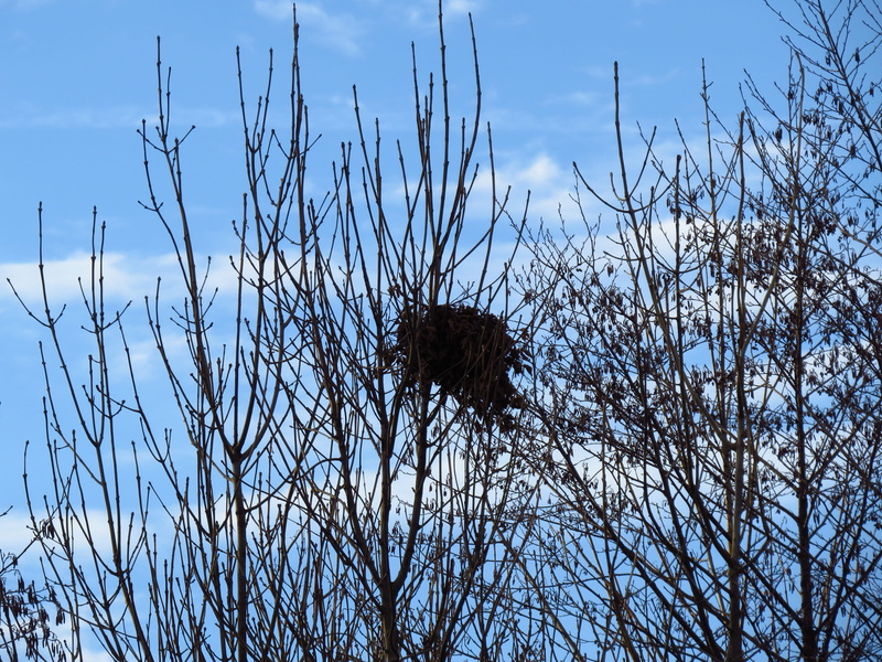 hatching, branch, sky, tree, leave, animal themes, no people, nature, nesting place, day, wood, animals in the wild, breed, animal wildlife, tranquility