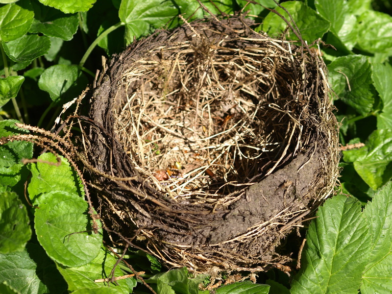 bird nest, green color, close-up, animal nest, focus on foreground, nest, nesting place, 2K, plant, high angle view, animals in the wild, bird, beginnings
