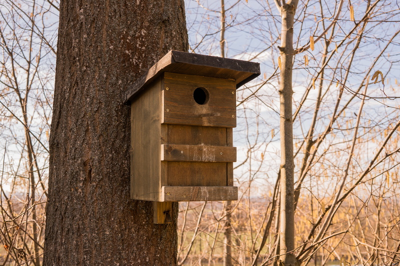 tree, nature, bird, hatchery, low angle view, Wood, breed, winter, birdhouse, animal Nest, residential building, plant, trunk, bare tree, nesting box, Nest