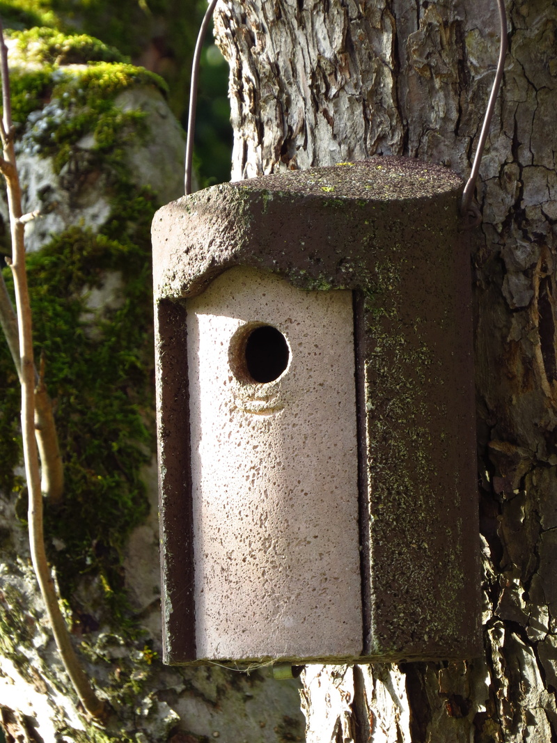 day, forest, trunk, bird, rearing, architecture, nest, circle, Box, branch, birdhouse, Aviary, geometric shape, privacy, nesting box, hatchery, wildlife