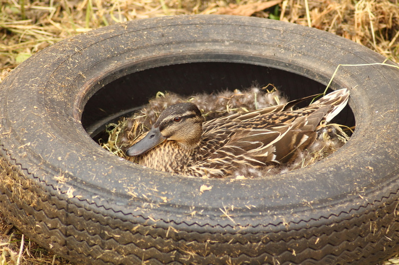 high angle view, snake, animals, 4K, auto tires, nesting place, nest, land, close-up, tires, no people, breeding end, water bird, duck, pollution, hatchery