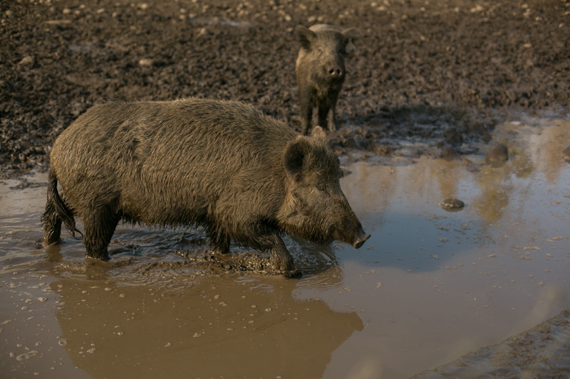 2K, animal wildlife, reflection, two animals, drink, animal, animals in the wild, wild boar, lake, animals, water, nature, mammal, group of animals, outdoors