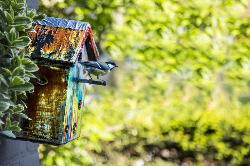 bird, animal themes, shelter, day, outdoors, no people, birds, garden, wood - material, birdhouse, animal, 4K, leaf, creativity, nature, nest, vertebrate