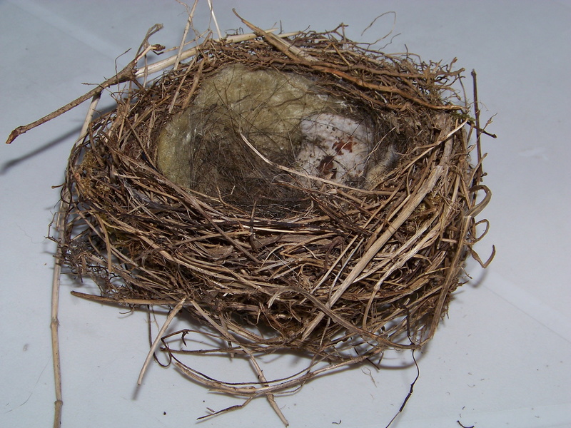 hatchery, bird nest, outdoors, new life, breed, animal nest, plant, animal, bird breeding, nest, day, nature, security, birds nest, safety, close-up, feather