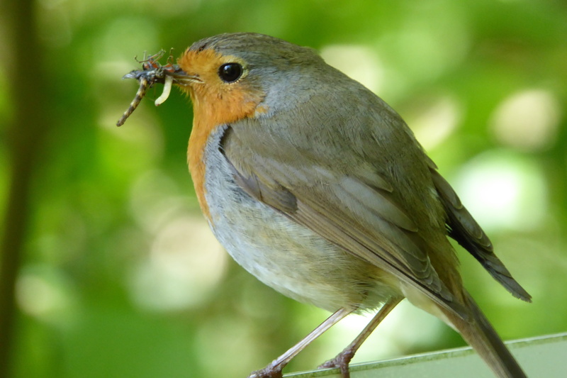one animal, nesting place, eating, mouth open, sheltering, mouth, hunting, close-up, 4K, no people, plant, red goblets, hatchery, focus on foreground