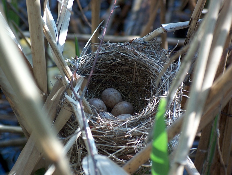 nest egg, outdoors, nest, animal nest, new life, plant, no people, egg, security, nesting place, vulnerability, twig, bird nest, animal egg, scrim, hatchery