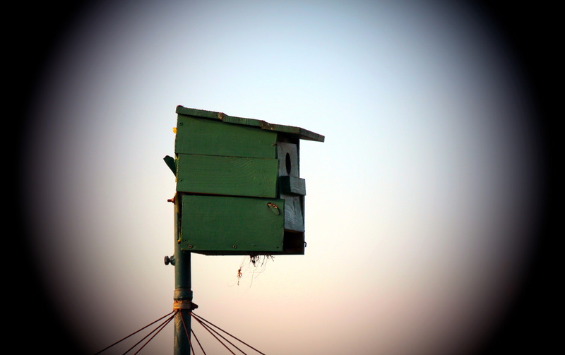 bird, einflugloch, vignette, 4K, day, outdoors, nesting box, safety, security, aviary, spotlight, auto post production filter, clear sky, protection, copy space
