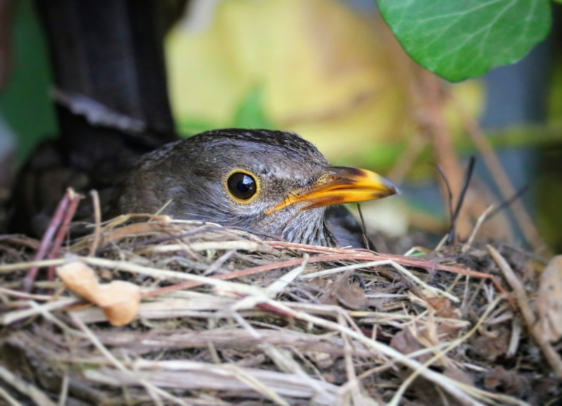 plant, animals in the wild, beak, 4K, animal head, bill, young, day, grass, animal nest, small, breed, robin, hatchery, birds, animal themes, selective focus