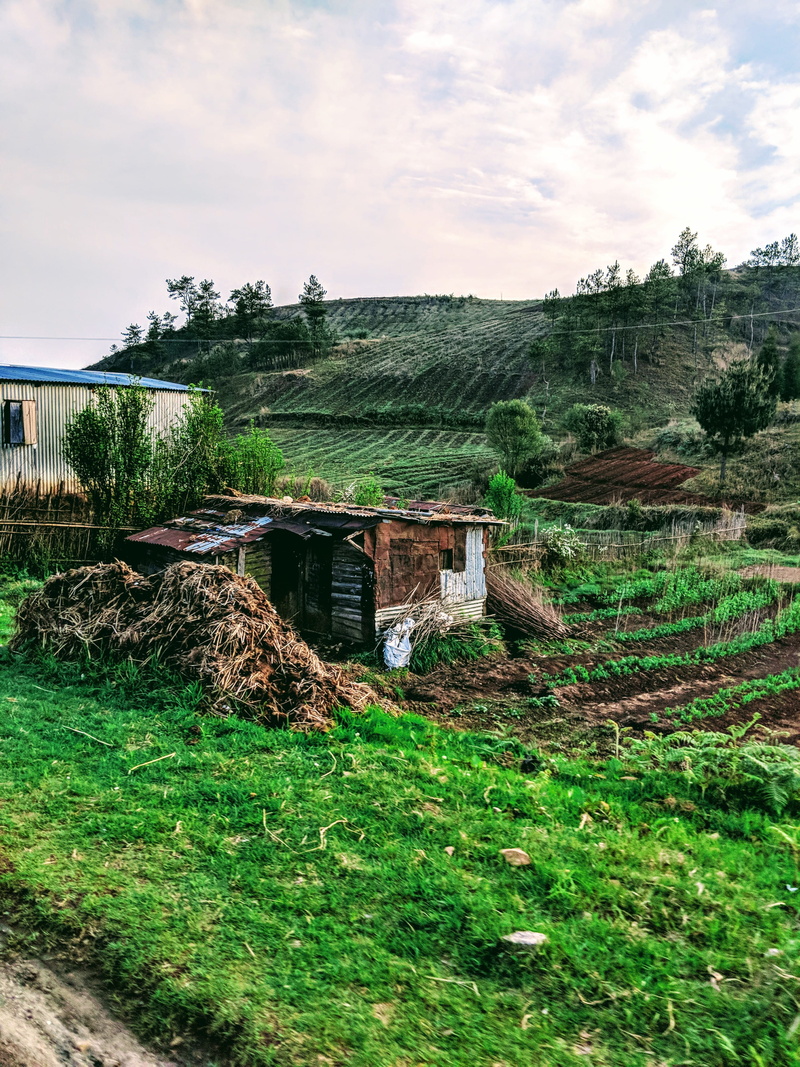 plant, ruined, village, field, smit rd, huts, greenary, poverty, meghalaya, nature, outdoors, architecture, cattle, house, landscape, day, india, grass