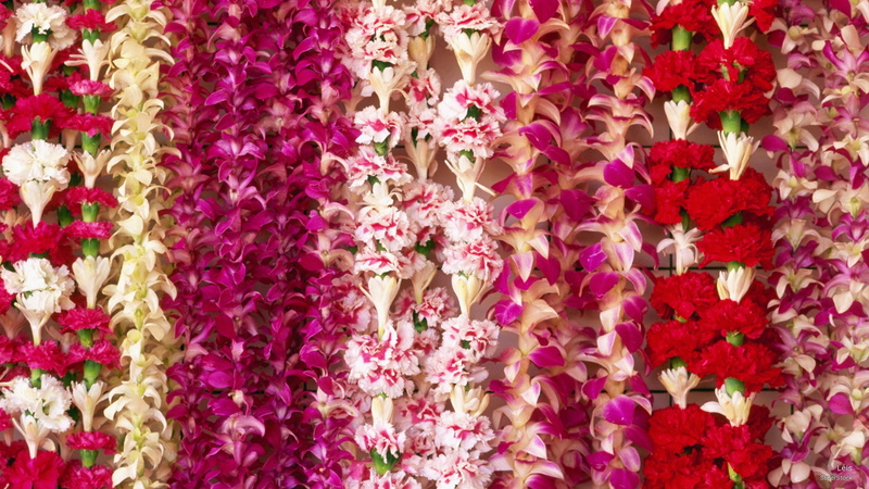 leis, Flowers/Gardens, 2K