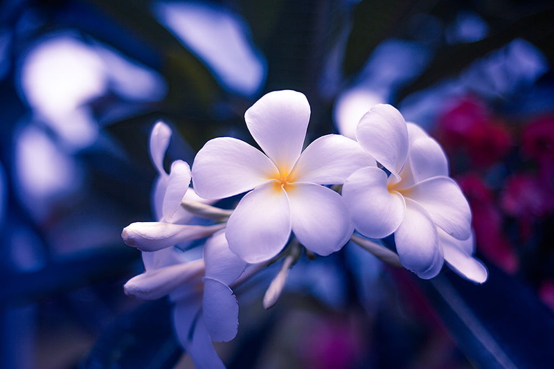 plant, flower, 480P, plants, flowers, frangipani, close-up, closeup, photo, nature, tahiti, white, petal, flower Head, Lei, orchid