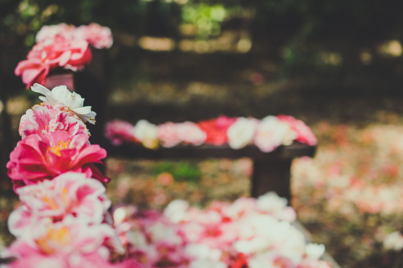 love, banister, flower head, growth, pink, fragility, outdoors, cherry blossom, flower, no people, rose, close-up, ornament, day, flower bouquet, spring