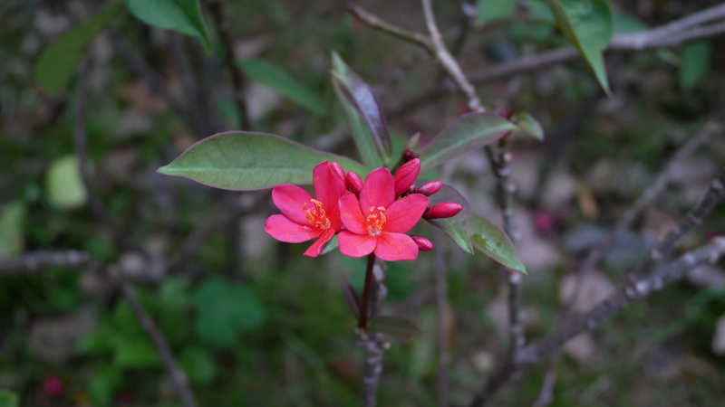 outdoors, flower, 4K, exappiah, close-up, day, flowering plant, 香港, fragility, aquilegia, inflorescence, orchid, petal, geranium, growth, plant part, beauty in nature