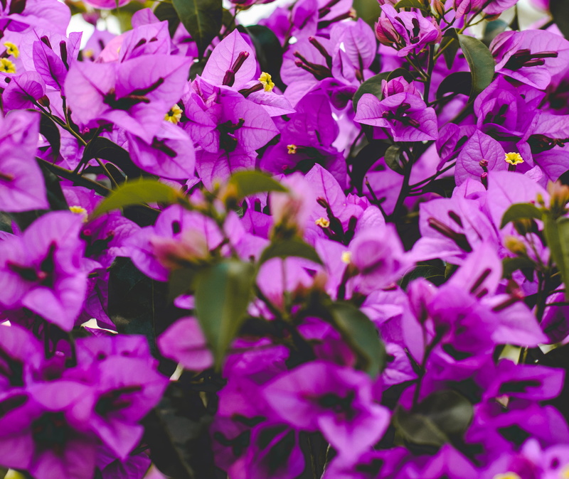 flora, close-up, ornament, jar, full frame, freshness, lei, planter, outdoors, flowering plant, petal, growth, petaled, flower head, selective focus, gladiolus