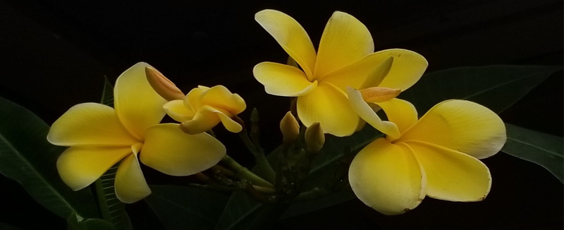 petal, yellow flowers, indoors, frangipani, studio shot, fragility, flower, orchid, no people, hawaiian lei flower, vulnerability, yellow, flower head
