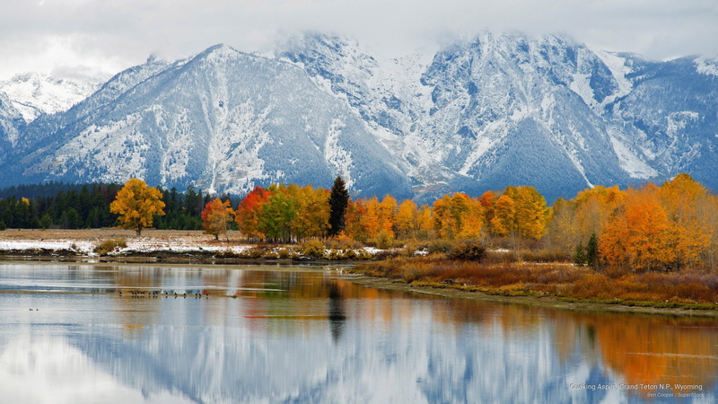 quaking, aspen, grand, n, teton, p, Fall, 2K, wyoming