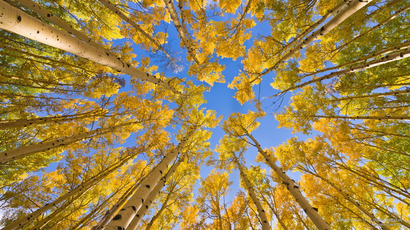 quaking, aspen, Fall, trees, utah, 2K